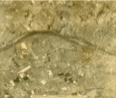 Aerial photo - northern Upper Merion and Bridgeport 1928.