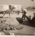 Dinosaur Exhibit at the King of Prussia Plaza 1967 (photo by Brian Andrews)