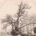 Washington Oak (Drinker Oak), 1960s.